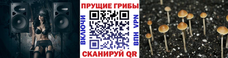 Купить закладки  Богородицк  Псилоцибиновые грибы Cubensis 